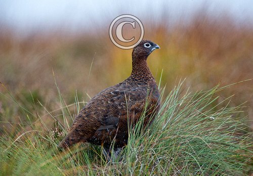 Red Grouse DM1617